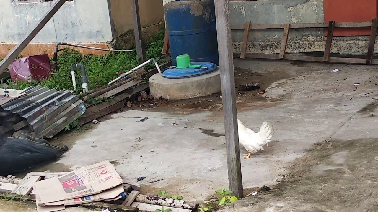 ayam mini putih