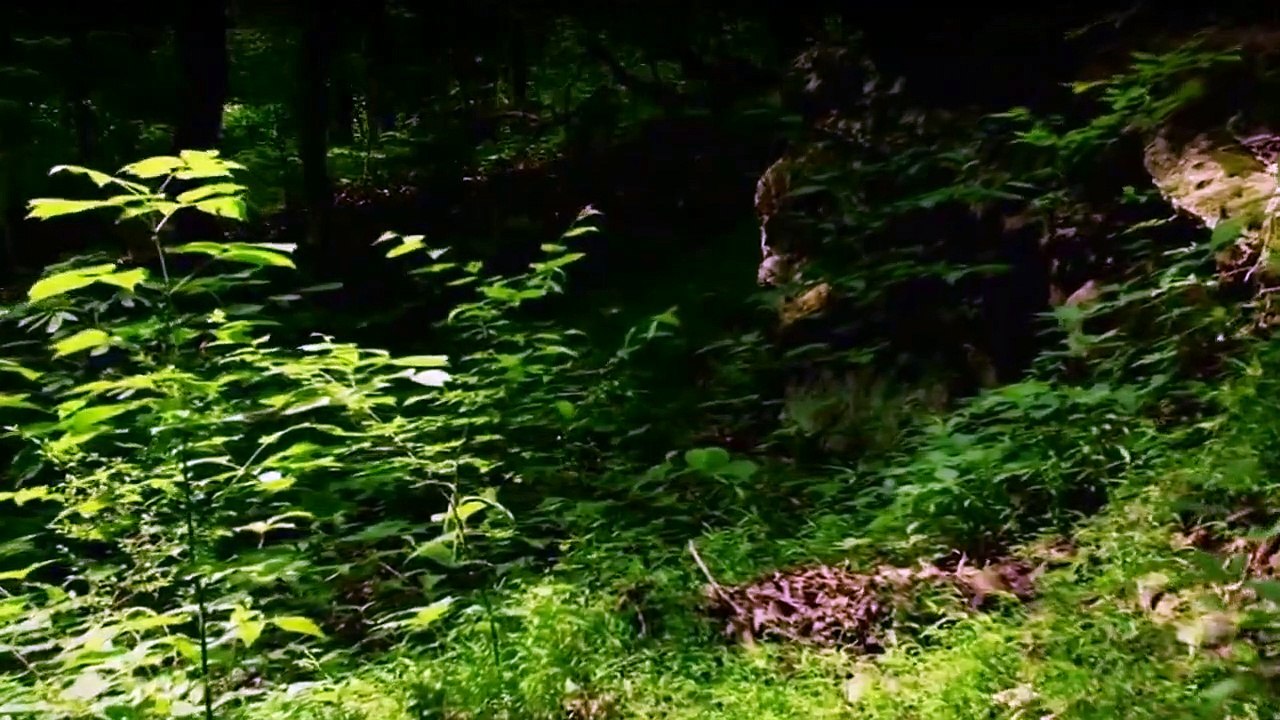 Wenn Tiere angreifen Staffel 1 Folge 5 HD Deutsch