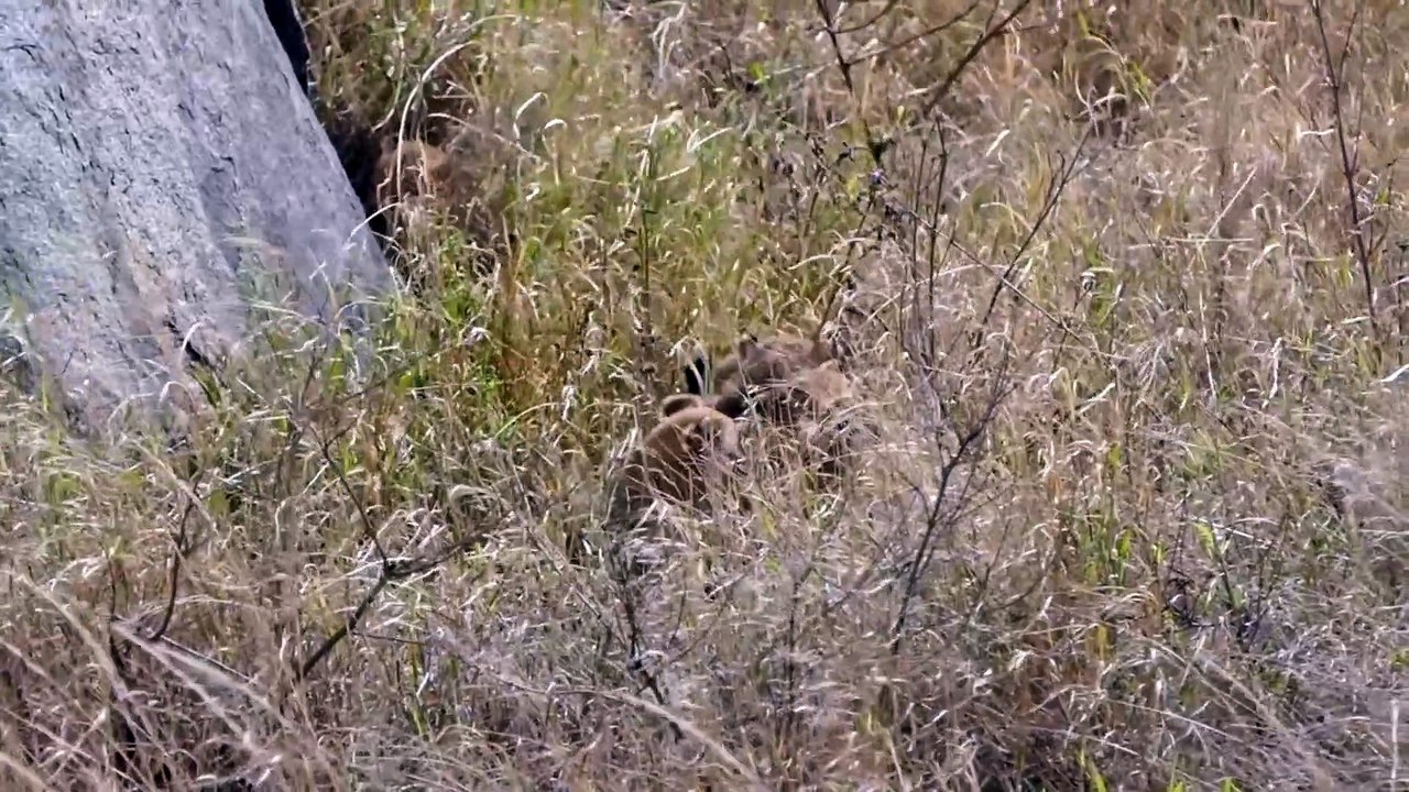 very cute and adorable baby tiger #dailymotion