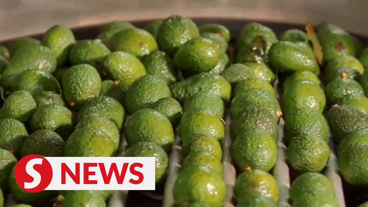 Kenyan avocados to be showcased at import expo in Shanghai