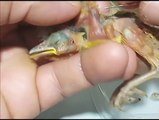 Save a baby bird from many parasites ! Cleanse the parasites in the body of the baby bird who is suffering !!