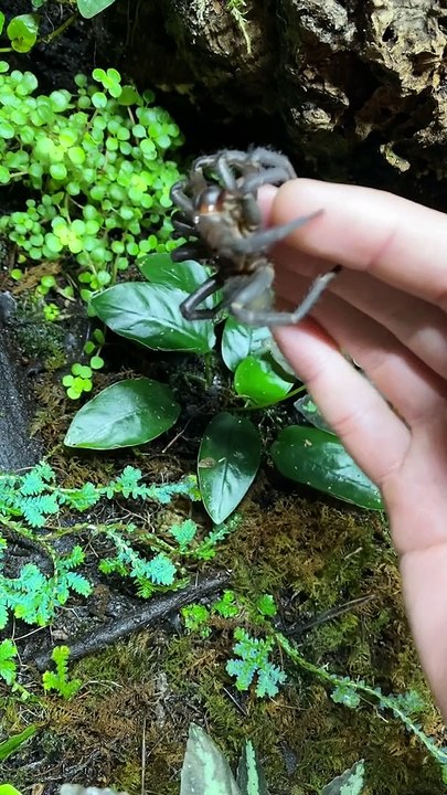 Trapdoor Spider from China