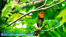 kicauan Burung Robin Jepang Dialam Liar