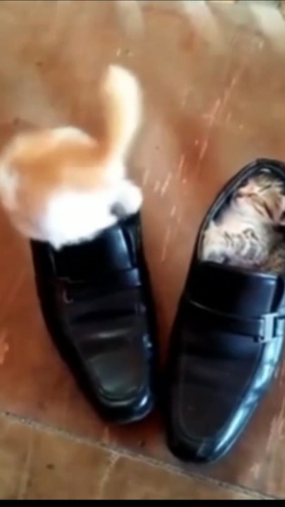 cute cats #shorts