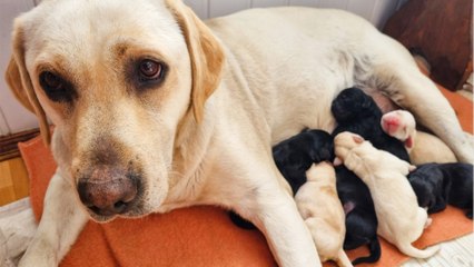 Police’s disbelief after seven puppies were ‘stuffed’ in a suitcase and dumped to perish