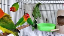 LOVEBIRD ALSO LIKE PAPAYA LEAF