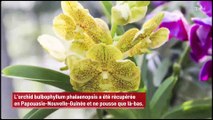 Une nouvelle espèce d’orchidée a été découverte et elle sent le ‘rat mort’ !