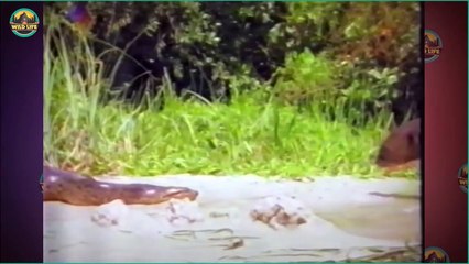 Scary, Fearless And Fast River Otters!
