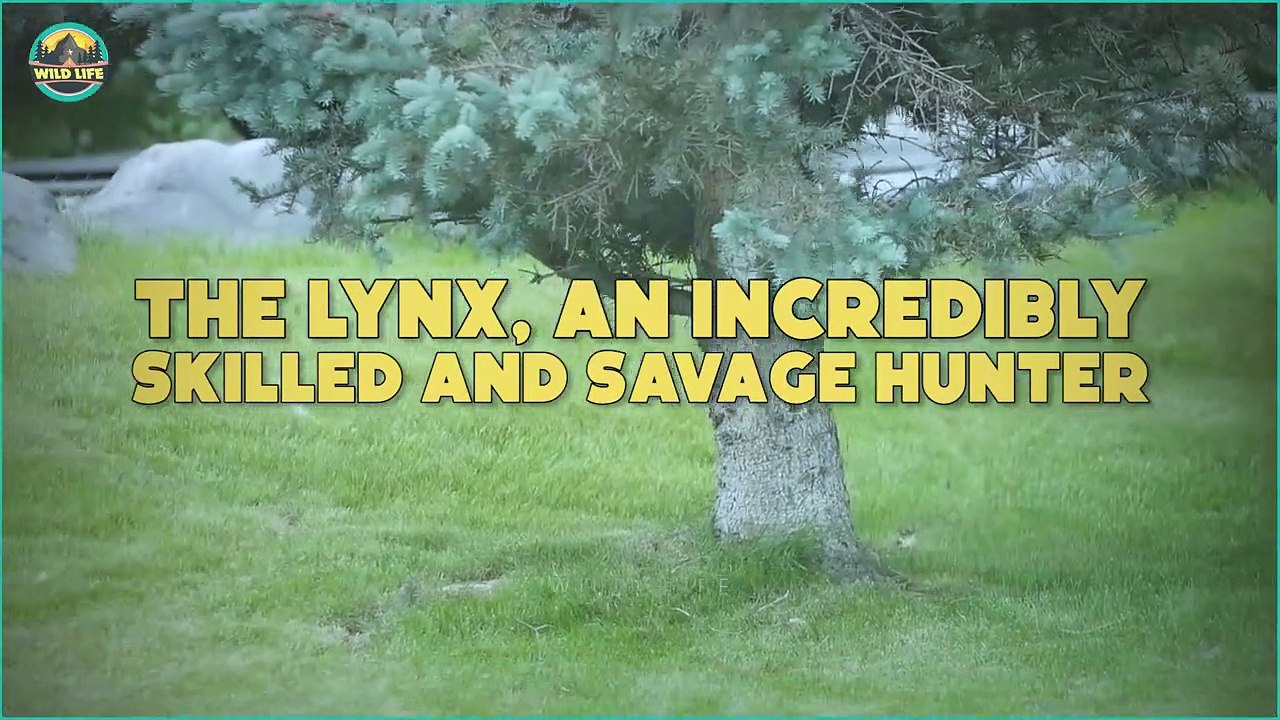 The Lynx, An Incredibly Skilled And Savge Hunter