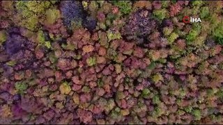 Kocaeli'de eşsiz sonbahar güzelliği
