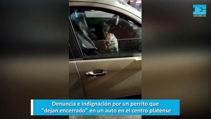 Denuncia e indignación por un perrito que, dejan encerrado, en un auto en el centro platense