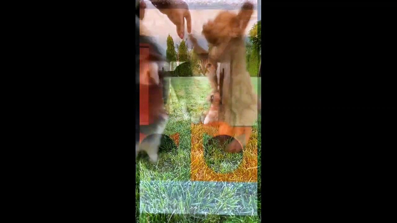Cute-Adorable-Playful-Animal-Compilation_2