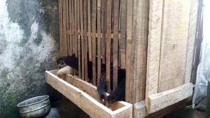 Ayamnya Lagi Makan Nih, Lahap Banget Makannya!