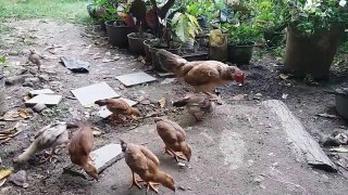 Ayam Kampung Asli