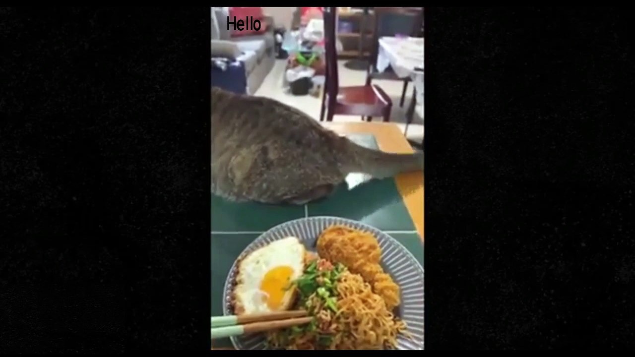 Best funny videos compilation 23