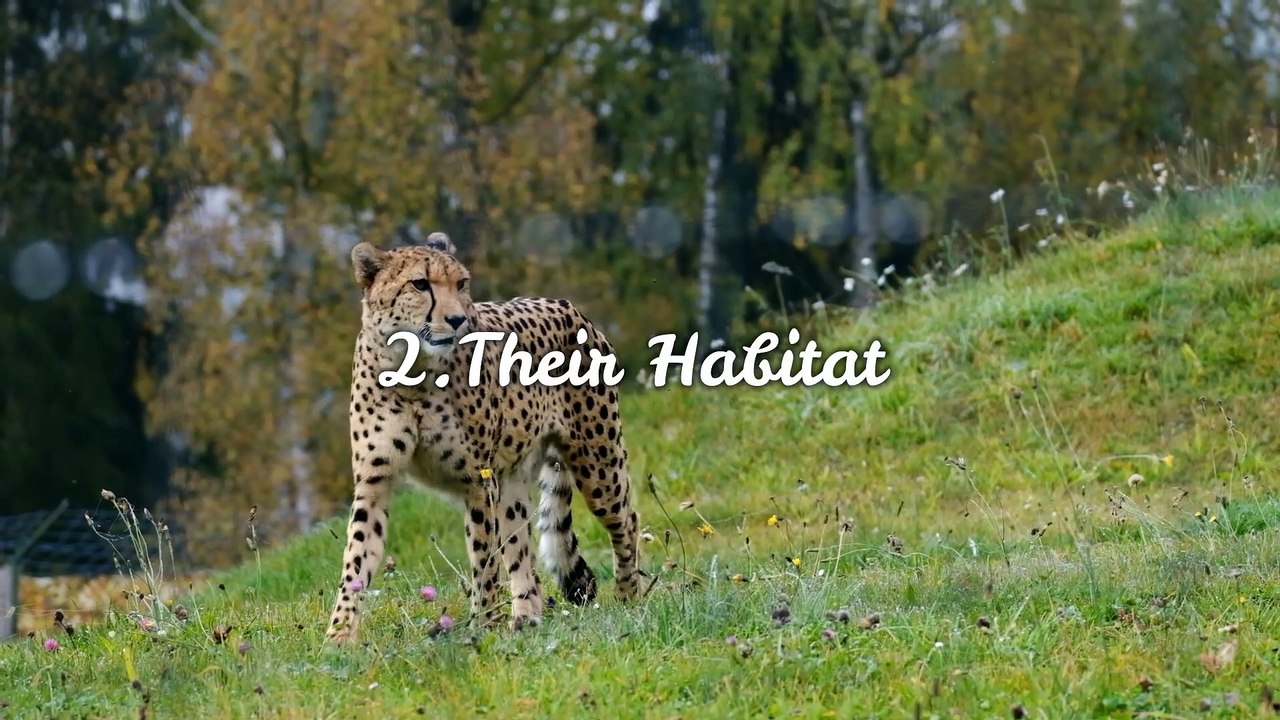 Fastest-Running-Animal-Cheetah-1080p-HD-_4