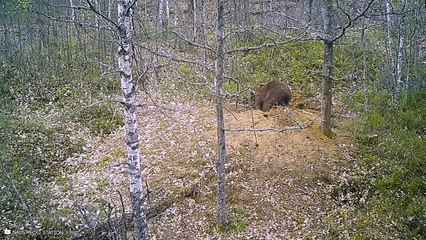 30 Weirdest Things Caught On Security Cameras