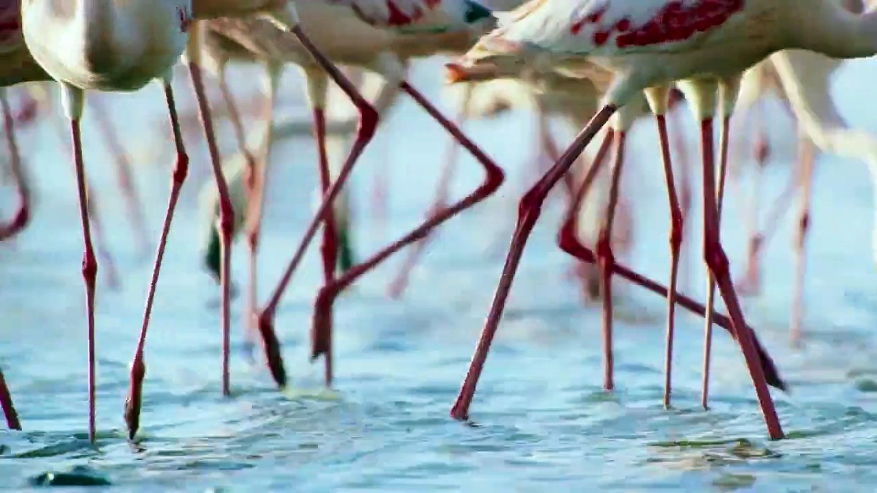 Ein perfekter Planet Staffel 1 Folge 1 HD Deutsch