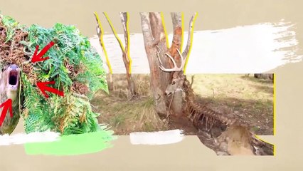 Animals That Are Stuck in Textures