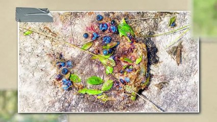 Animals That Were Caught Hacking Evolution