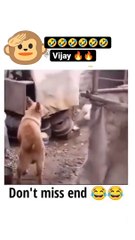Goat having wrong partner.