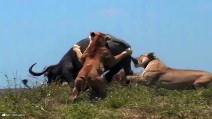 Top 8 Historical Moments In Nature Recorded On Camera