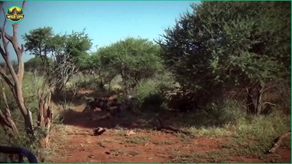 Top 8 Moments Of Predators Hunting Mercilessly In The Wild