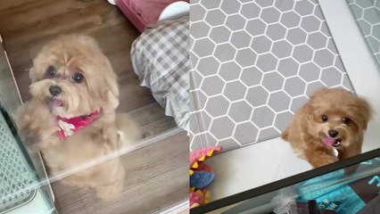 Clingy Maltipoo's excitement knows no bounds when she sees her parents coming to pick her up