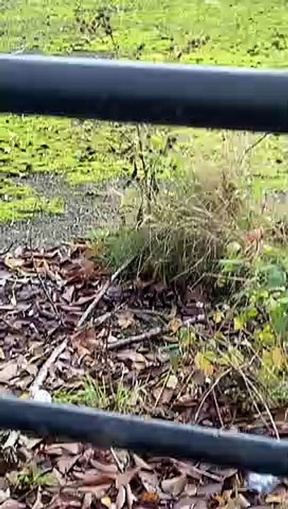 'Big cat' spotted at Heath Common