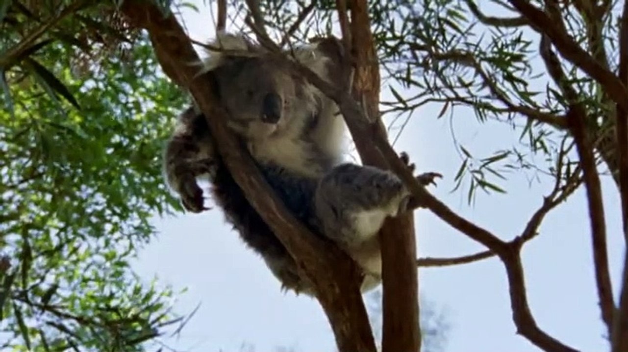 Scooter - Super Special Agent Staffel 1 Folge 17 HD Deutsch