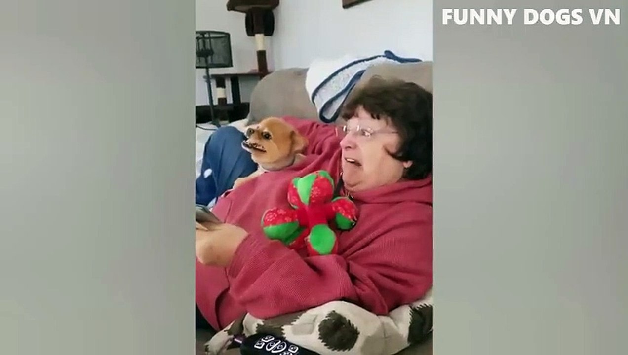 Funniest Animals Video - Funny Dogs And Cats - Try Not To Laugh Animals 2022_5