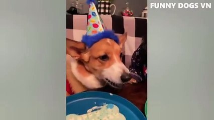 Funniest Animals Video - Funny Dogs And Cats - Try Not To Laugh Animals 2022_3