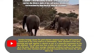 A mother's heartbreaking farewell: Grieving elephant carries the lifeless body of her calf before laying it to rest watched by their herd in 'funeral ceremony'