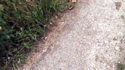 in Real Life Videos that seem like Dinosaurs