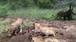 Animal Attacks - lions attack zebras and antelopes - Fight lions