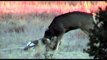 Fearless predator - Cougar attack bears, deer and jaguar - animals attack