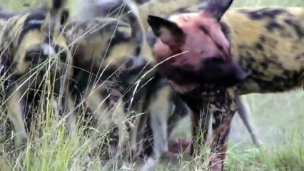 Wild dogs attack warthogs - Animal attacks - Warthogs VS wild dogs