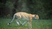 Animal attacks - Best cheetah attacks - fastest predator