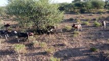 Animal attacks - Wild dogs attack hyenas - Animal fights