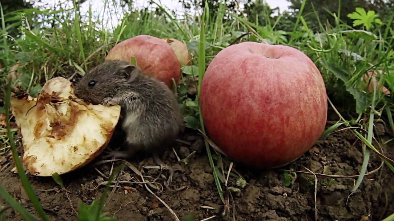 Naturparadiese mit Zukunft Staffel 1 Folge 3 HD Deutsch