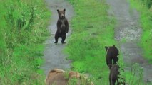 Bear 94 impresses with her smooth dance moves, encourages cubs to join in on the fun as well