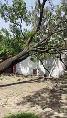 Árbol cae sobre una vivienda en la zona Sur, un bebé estuvo a punto de ser aplastado