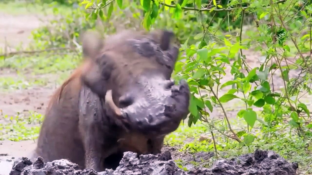 Aggressive Animals You Must See