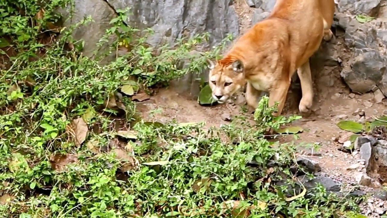 Cougar vs Wolf! Who Would Win a Fight