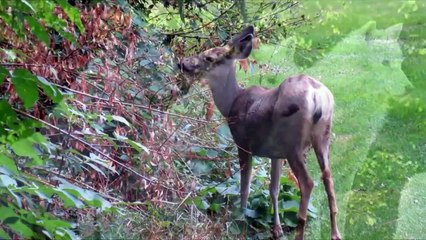 A brown bear with cubs surrounded by a pack of wolves