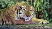 Tigress Instincts Kick In After Giving Birth To Lifeless Tiger Cub