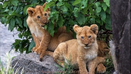The lioness that saved her cub while crossing a river