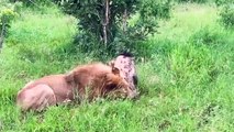 Hyenas Revenge Is Scary! King Lion Suffers From Continuously Suffering Insane Attacks By The Hyenas