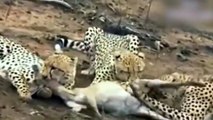 Leopard, Lion Steal Cheetah's Prey - Cheetah VS Lion - Cheetah vs Leopard - Wild Animals Attack