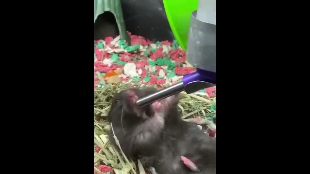 Can You Watch These Funny Pets Without Smiling- Funny Animals